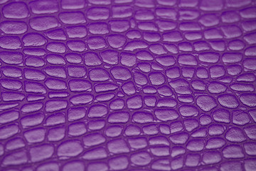 Close up of Purple Crocodile,Alligator belly skin texture use for wallpaper background.Luxury...