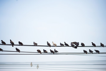 Group of birds on the high voltage cable.