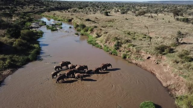 African Elephants Herd Aerial Drone Footage 