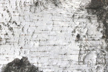 pattern of birch bark with black birch stripes on white birch bark and with wooden birch bark texture
