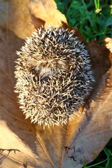 European Hedgehog in Autumn, with leaves. Latin Name: Erinaceus Europaeus.