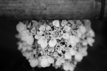 Balck And White Flower Blossom