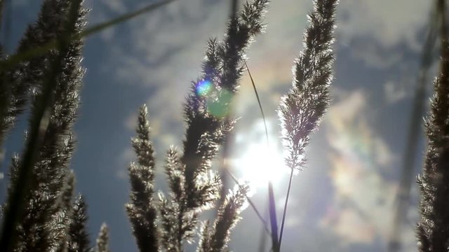 Wild grass with spikelets blowing in wind into sun lens flare. Summer plants in sunlight