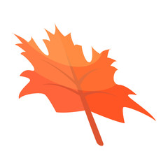 Naklejka premium Autumn maple leaf icon. Isometric of autumn maple leaf vector icon for web design isolated on white background