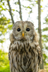 ふくろう　フクロウ　梟