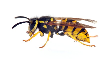 wasp isolateed on white background in latin Vespula