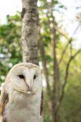 ふくろう　フクロウ　梟