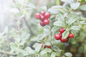 Red berries of red bilberry on bushes. Berries in the forest