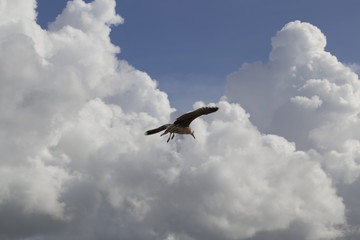 seagull flying in the sky