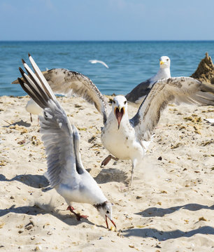  flock of white gulls flies on the Black Sea shore on a summer day