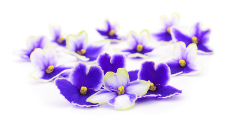 Obraz na płótnie Canvas Violets beautiful flowers.