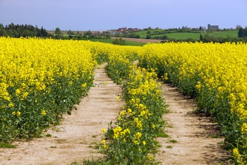 Fototapeta na wymiar Field of rapeseed, canola or colza with rural road