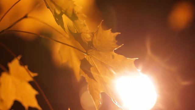 Yellow maple leaves under street lights on clear autumn night