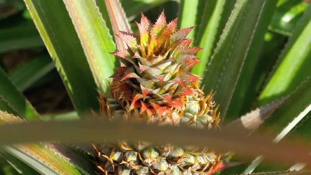 Pineapple growing on pineapple plant.