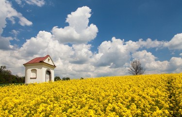 rapeseed, canola or colza and small white chapel
