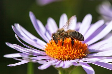 bee or honeybee in Latin Apis Mellifera on flower