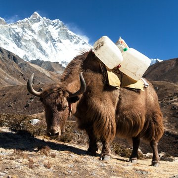 Brown Yak And Mount Lhotse - Nepal Himalayas