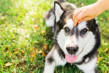 Black and white husky dog lying on green grass in the park. woman's hands petting the dog