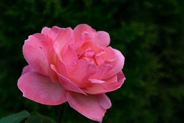 Beautiful pink rose flower