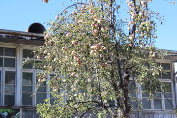 Apple tree in September