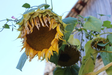 Sunflower in September, Azerbaijan