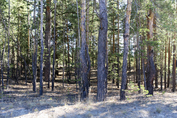 Pines  in the forest