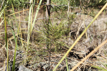 The little pine in the grass