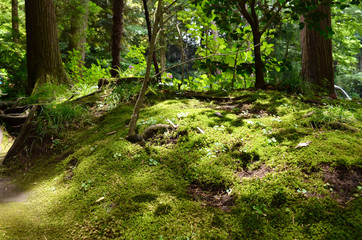 苔と木