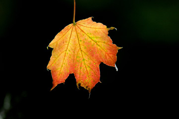 Weinlaub im herbstlichen Licht.