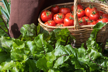 Woman caries tomatoes in a basket across vegetable garden; farming, gardening and  agriculture  concept