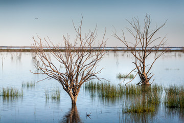 Fototapeta na wymiar Trees and grasses swamped in outback lake oasis