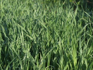 Grass
