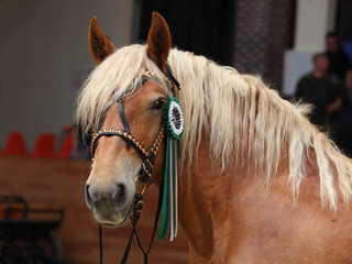 Draught horse winner show portrait in dark background