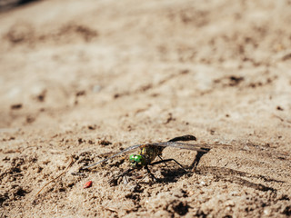 The dragonfly with green eyes and transparent wings is on sand.
