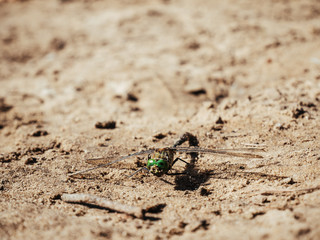 The dragonfly with green eyes and transparent wings is on sand.
