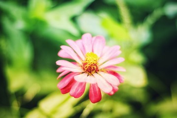 Obraz premium Flowers with leaves on a backdrop blurred in the garden.