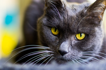 The gray cat with yellow eyes.