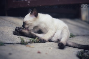 Fototapeta premium The white cat is lying down.