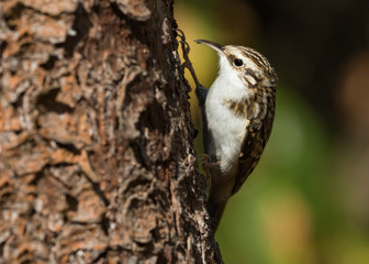 Common treecreeper (Certhia familiaris) on the tree