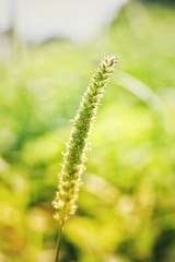 Flowers with leaves on a backdrop blurred in the garden.