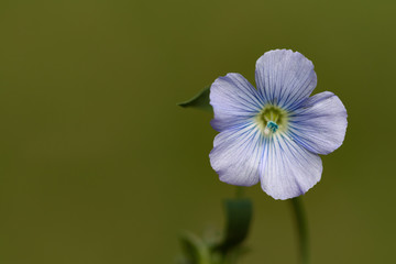 Linum (flax) flower on the green blured background
