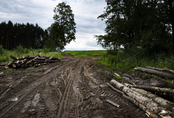 Fototapeta na wymiar a muddy path through a deciduous forest