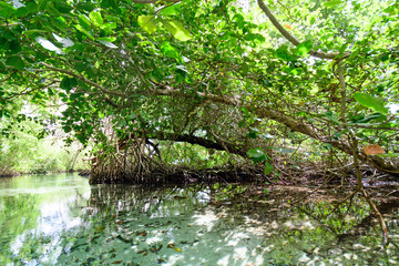 Fototapeta na wymiar Mangroves in the Caribbean on Samana, Wonderful holiday, Dominican Republic :)