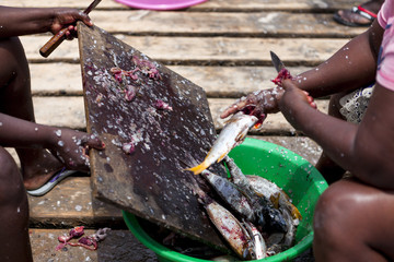 Fish cleaning. African women clean with a knife fresh fish on the shore.