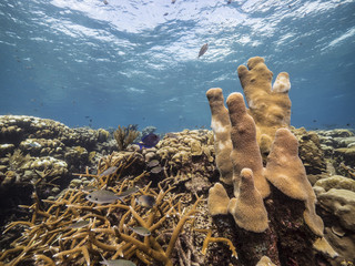 Seascape of coral reef in the Caribbean Sea around Curacao at dive site Barracuda Point with stag...
