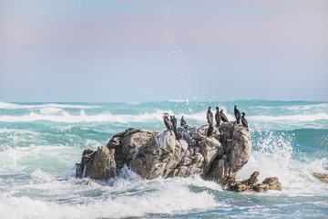 Cape Cormorant on a rock surrounded by crashing waves.