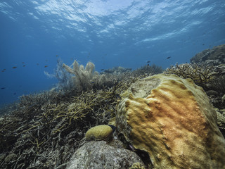 Seascape of coral reef in the Caribbean Sea around Curacao at dive site Barracuda Point with...