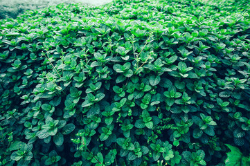 Green mint plants growing at vegetable garden