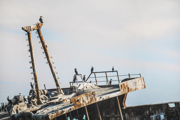 Fototapeta na wymiar Rusted shipwreck on the shore with Cape Cormorant birds.