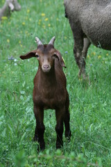 Chevreau au pré